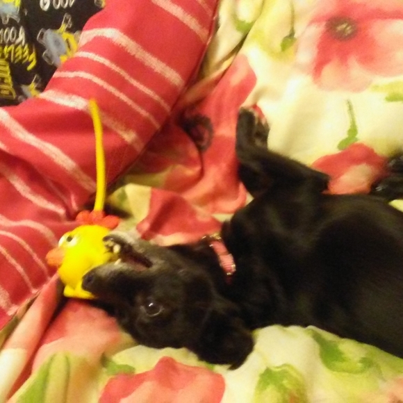 Meet your Posher, RaeAnn! - Picture 7 of 7